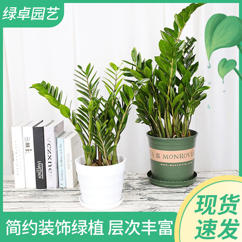 Wholesale Money Tree Potted Plants, Small Bonsai of Fortune Trees, Indoor Green Plants, Living Room Office Desktop Bonsai Flowers Wholesale Money Tree Potted Plants, Small Bonsai of Fortune Trees, Indoor Green Plants, Living Room Office Desktop Bonsai Flowers