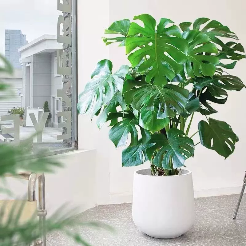 Большое гидропонное растение Монстера в скандинавском стиле, зеленые растения для гостиной, легко поддерживать и очищать воздух в любое время года.