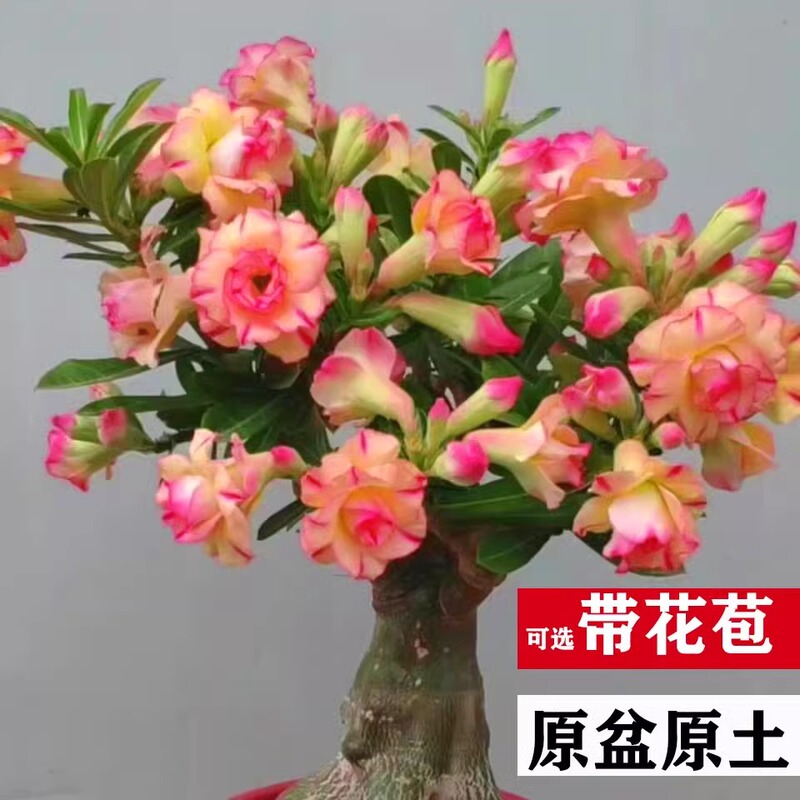 Four-Season Desert Rose Potted Plant with Double Petals, Balcony Flower, Green Plant, Succulent with Buds, Old Stump Bonsai for Indoor Use