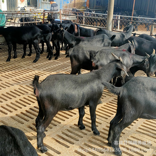 �Ų��d����� ��ɽ������ ���N����ɽ������ ��ɽ���ɽ�����