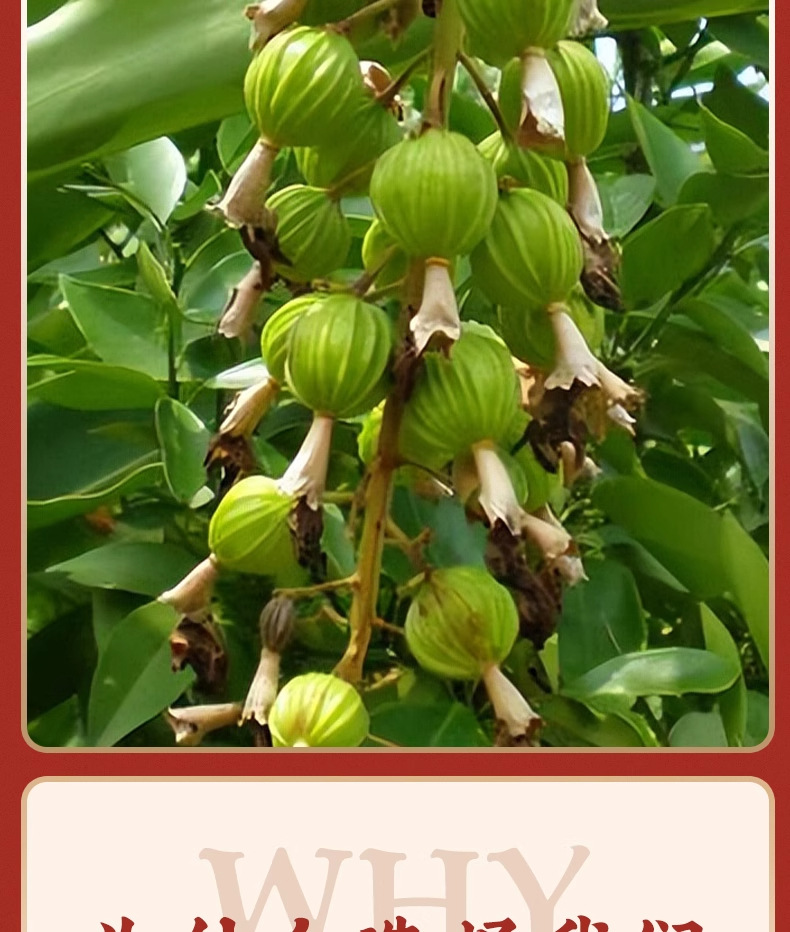 Chun Sha Ren Amomum Fruit 500g Dried Yangchun Amomum villosum Traditional Chinese Herb for Cooking and Decoction key features