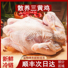 顺丰包邮 农家散养三黄鸡正宗土鸡童子鸡整只新鲜走地鸡笨鸡