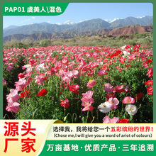 ֱ˷NװlѿɫͥԺ^÷N׷Nֲ