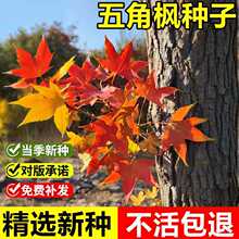 当年新采五角枫种子五角槭树种籽青枫红枫鸡爪槭景观绿化落叶乔木