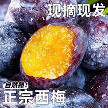 �������r��ժ����÷3�ﮔ��ˮ���Fժ�F�l��÷�r��Ů������÷