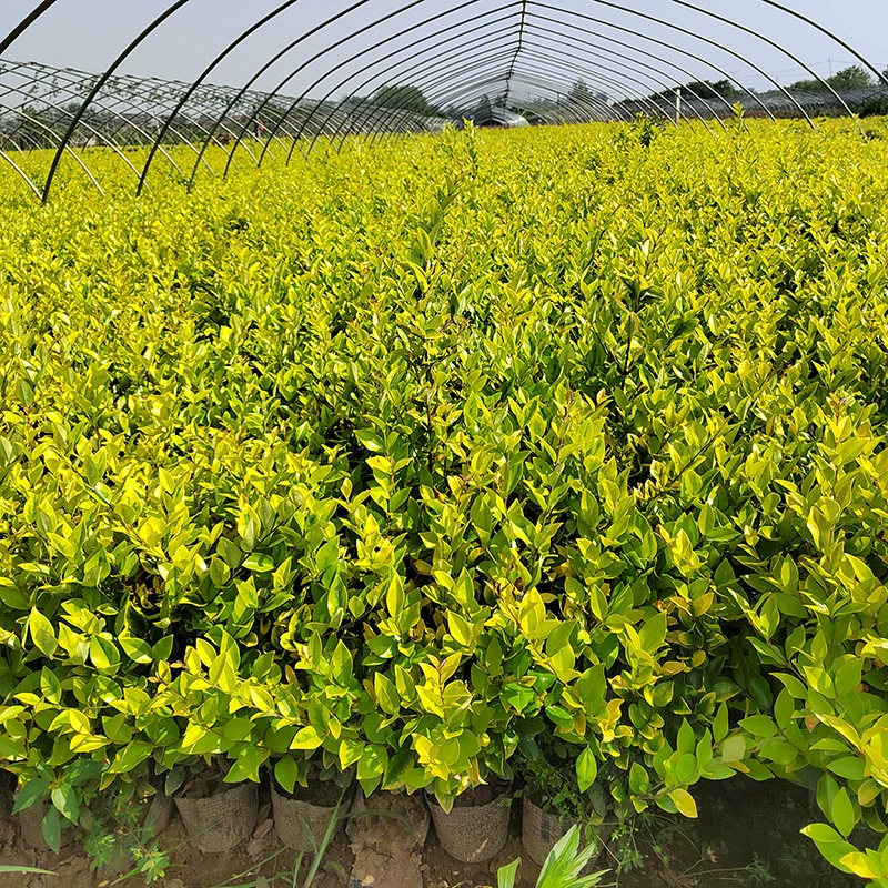 Jinsen Privet рассада Evergreen Road Park проект озеленения Завод забор рассада база оптом