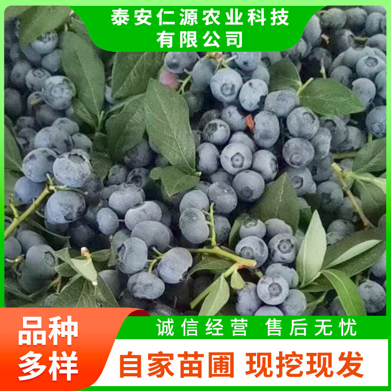 红提葡萄苗 美人指葡萄苗果园种植管理 葡萄苗新品种