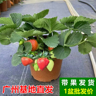 ��ݮ���Կ�ʳ��ţ�̲�ݮ���玧���������̨�Gֲ�ļ��_���Y���Gֲ