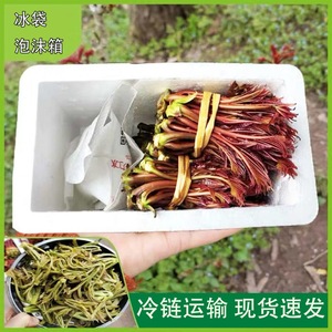 现货头茬香椿芽春季嫩芽露天红油香椿菜现摘现发