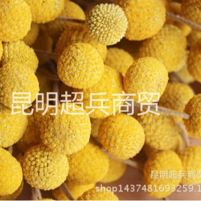 【干花黄金球】云南干花花束小球 黄金球干花 金槌花小花束配材