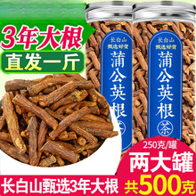 蒲公英根茶长白山浦公英根干正官方特级旗舰店非中药材野生