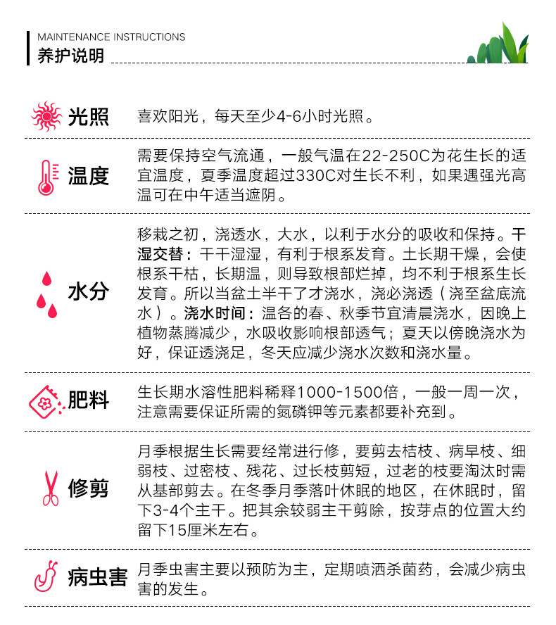 帮手描述图:果汁阳台月季盆栽花苗微型大花果香味丰花抗病新手易