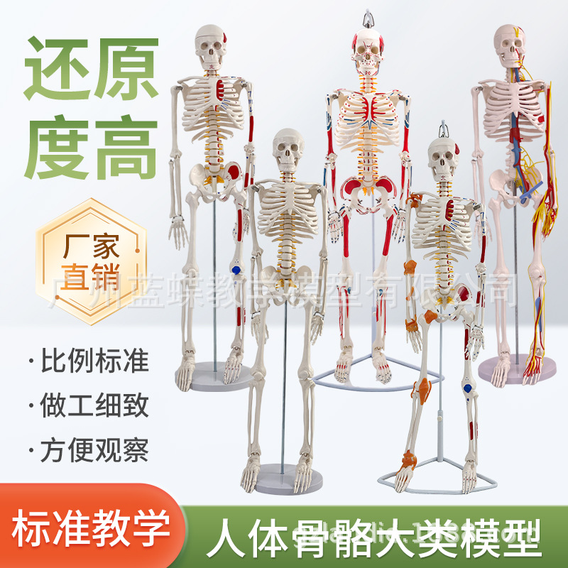 ��ѧ85CM���弡������ṹȫ���Ǽ�ģ�� �ɲ�ж��׵�٤С������