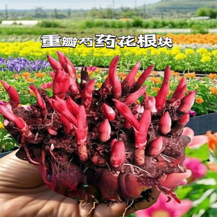 �ذ���ș���玧ѿ�_���N���̨����ͥԺ�r���^�pĵ�����ܴ���ֲ��