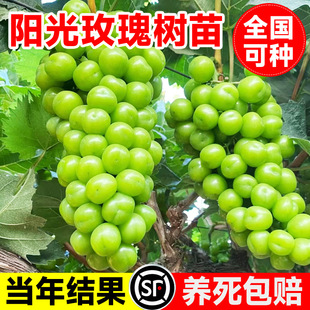 ꖹ�õ�����������ј��m���������ļ��Nֲ�޷�o�����������Ϙ�