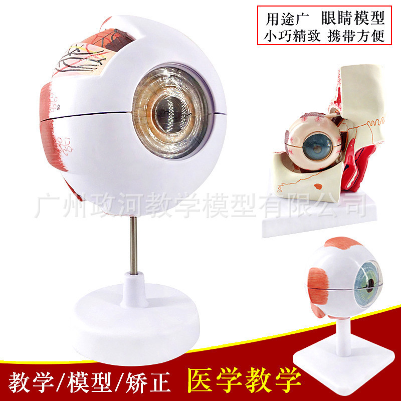 Human eye Model 6 times magnification eye model five-official department eye structure anatomy Ophthalmology teaching model