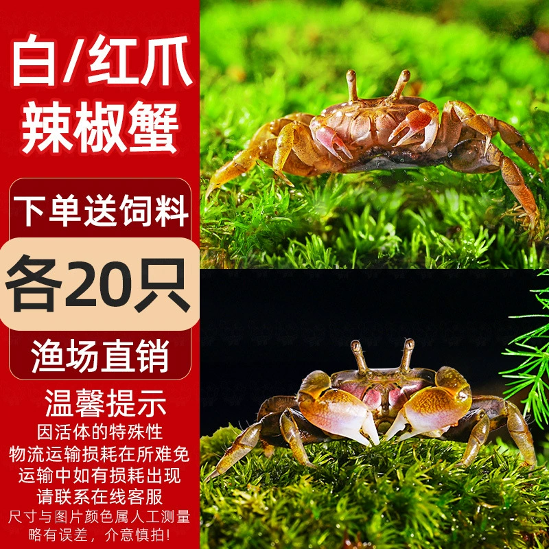 Миничилийсковая жареная крабовая ornamental Fish Hermit Crab Подводная маленькая водорослеедка Малый Краб Романтическая креветка