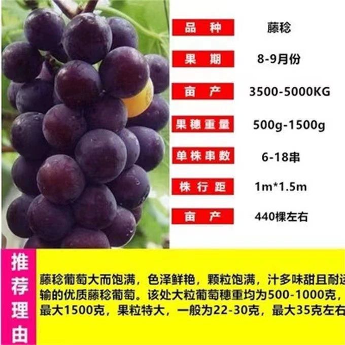 Fujiminori Рассада винограда Целостность и надежность Более 0,5 Прямые поставки из Шаньдуна Рассада винограда Fujiminori Рассада винограда Цзинань