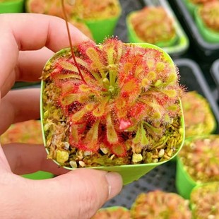 Lovely Succulent Green Plant Potted Greenhouse Wholesale Agave Cactus Twelve Rolls Carnivorous Plants