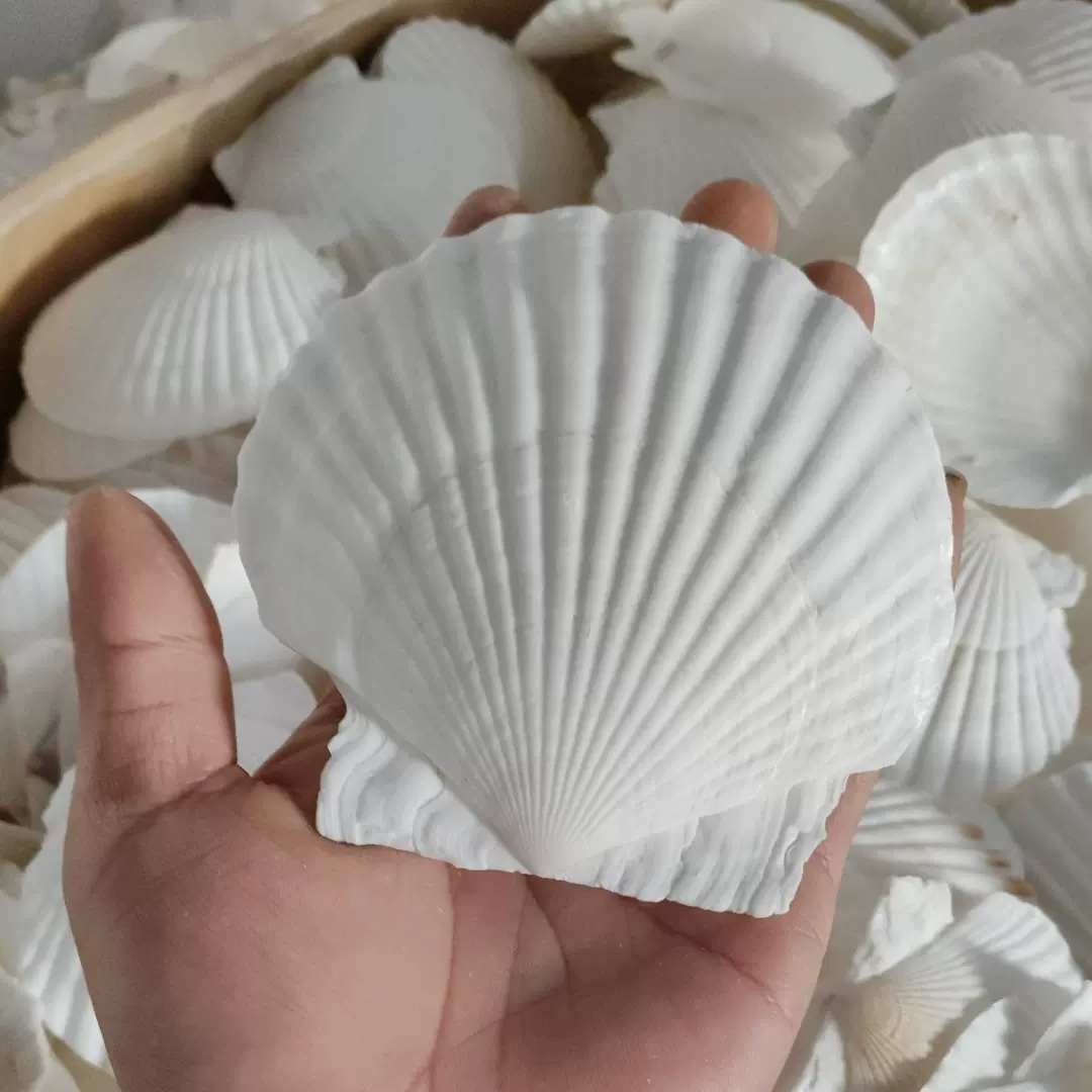 大夏夷贝12cm烧烤盘粉丝家居装饰DIY儿童绘画 白色大贝壳跨境扇贝