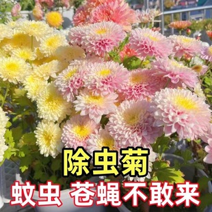 Insect-Repelling Chrysanthemum Seeds, Summer Mosquito-Repellent Florals, Indoor Potted Florals, Four-Season Blooming Sunflower Wildflower Combination Seeds