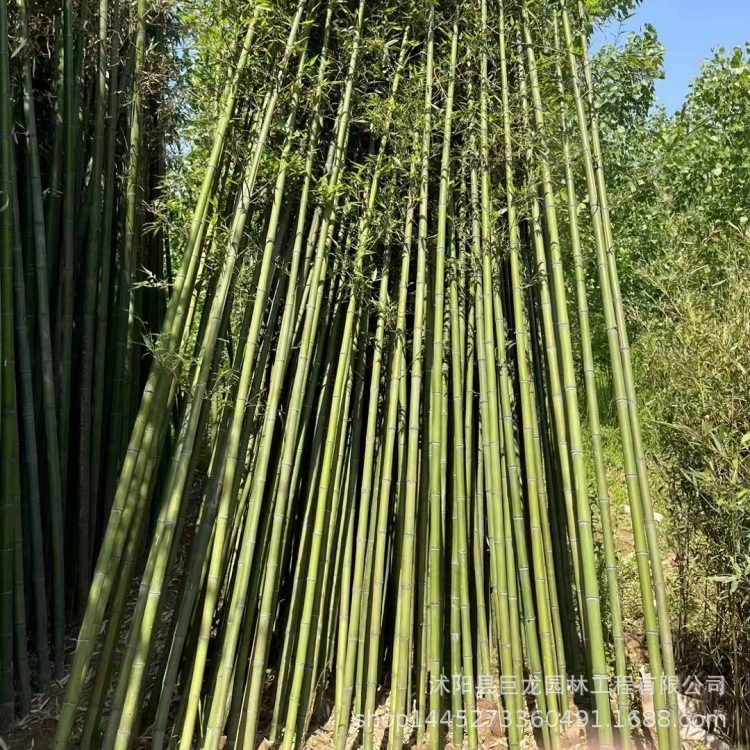Зеленая бамбуковая основа, бамбуковые саженцы, зеленый бамбук, зеленый бамбук круглый год, вечнозеленый двор, зеленение, декоративная изгородь