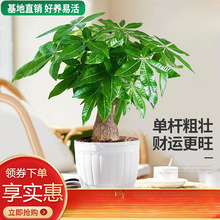 大号发财树盆栽花卉绿植陶瓷盆室内阳台办公室树三杆老桩易养含盆