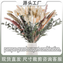 干花花束亚马逊现货厂家批发云南干花小芦苇兔尾草小蒲苇潘帕斯草