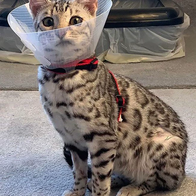 Круг Элизабет, медицинские принадлежности для домашних животных, повязка для домашних животных с защитой от лекания, повязка для домашних животных, защита от царапин и укусов