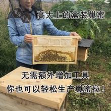 T巢蜜框蜂箱巢框巢礎自制巢蜜中蜂專用蜂具養蜂工具包郵