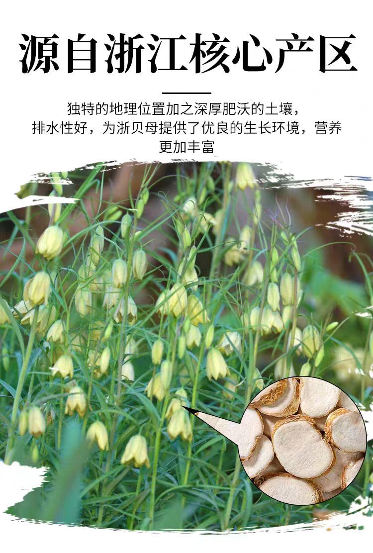 Zhe Bei Mu Slices (Fritillaria thunbergii) — Dried 500g Herbal Decoction Pieces overview