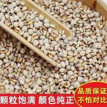 薏米薏仁米仁新货贵州大薏仁米可搭配赤豆红豆五谷杂粮粗粮油厂家
