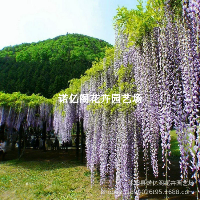 Япония Фэнхуа глицинии саженцы вьющиеся виноградные растения Двор Забор Балкон вилла двор цветы горшечные растения
