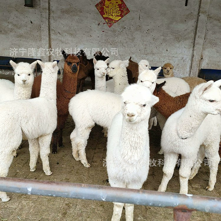 Могут ли детёныши альпаки быть домашними? Сколько лет жизни альпаки