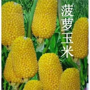 ����ˮ�����׷N�Ӹ߮a�����Ŵ��Ʒ�N���찫�U�����Ϸ������＾��