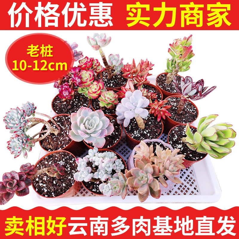 Старая куча группа сырых суккулентов зеленое растение Горшечное растение Юньнань суккулент Laozhuang оптовый Тепличный мясной завод комбинация бонсай