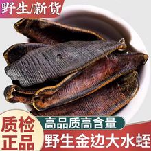 野山大水蛭新货100g蚂蟥宽体金线蚂蟥干金边水蛭粉真货好
