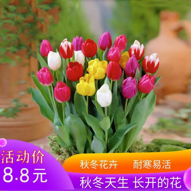 Голландский тюльпан луковицы в горшке рассада семян семена