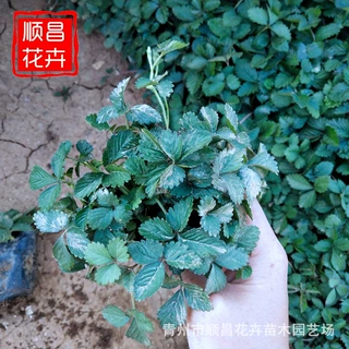 青州基地花卉批发 绿化景观蛇莓盆栽 绿化植物种类齐全蛇莓苗批发