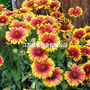 Tianren Chrysanthemum Seeds Are Easy to Live in Spring & Fall, Perennial Cold-Resistant Flower Seeds, Four-Season Flowering Seeds, Outdoor Courtyard Chrysanthemum Seeds