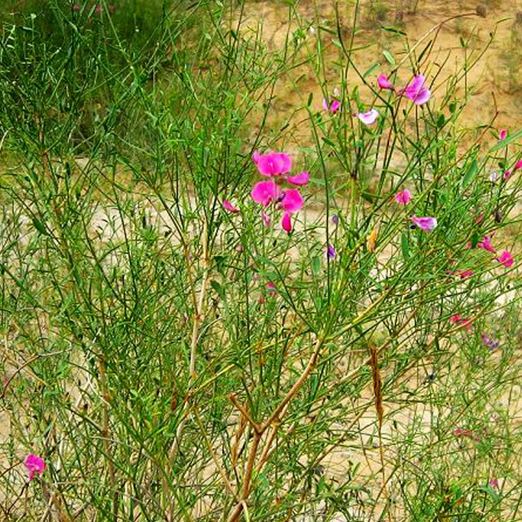 花棒种子细枝岩黄芪种子牛羊马骆驼喜食牧草种子发芽率高高出芽率