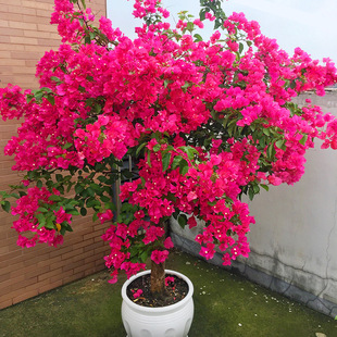 Double Red Bougainvillea Potted Flowering Bougainvillea Seedlings, Flower Varieties, Climbing Vines, Old Piles, Indoor Flower Plants for All Seasons