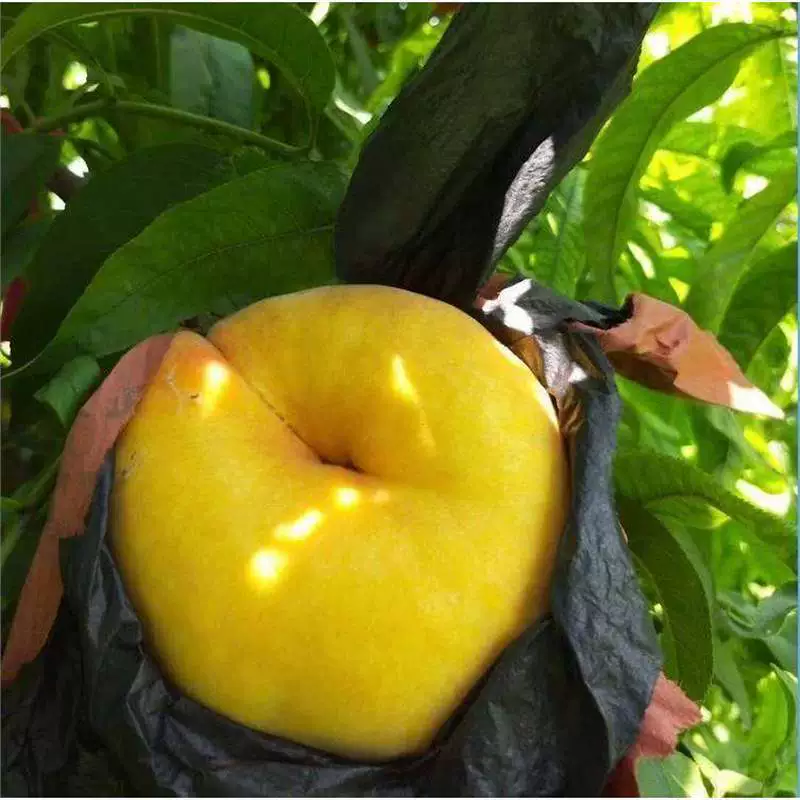 Персик Плоды прививки Очень большие желтые плоды персика Раннее созревание семян персика Кровь Персик Посадка в Южном и Северном сезонах