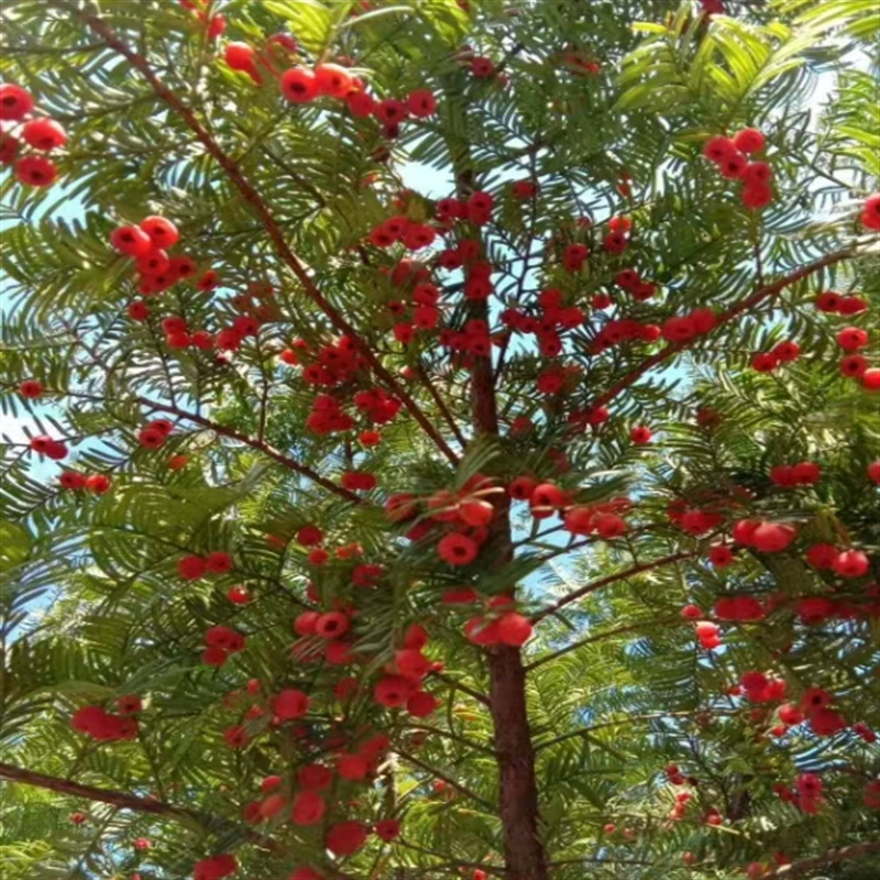 Базовая оптовая продажа Taxus chinensis var. Mairei Fruit Свежие фрукты Декоративные фрукты Сушка фруктов для научных исследований