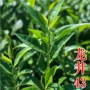 南方北方种植茶叶树苗