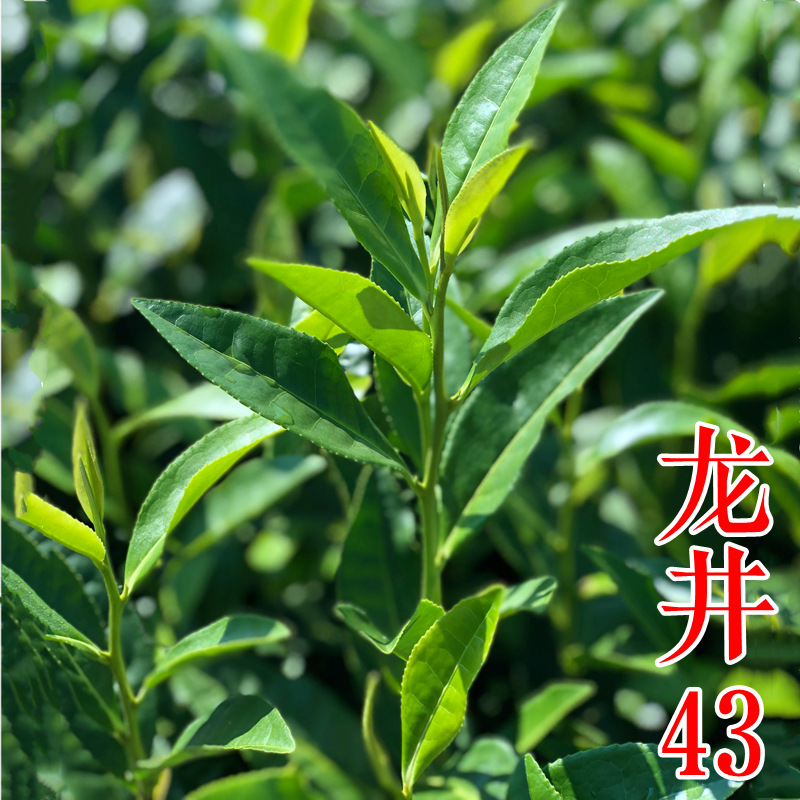 龙井43茶苗树种茶叶树苗西湖龙井茶苗绿茶茶叶苗批发北方南方种植