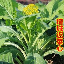 增城甜菜心种子多芽甜菜心增城迟菜心油菜苔菜心四季播蔬菜批发