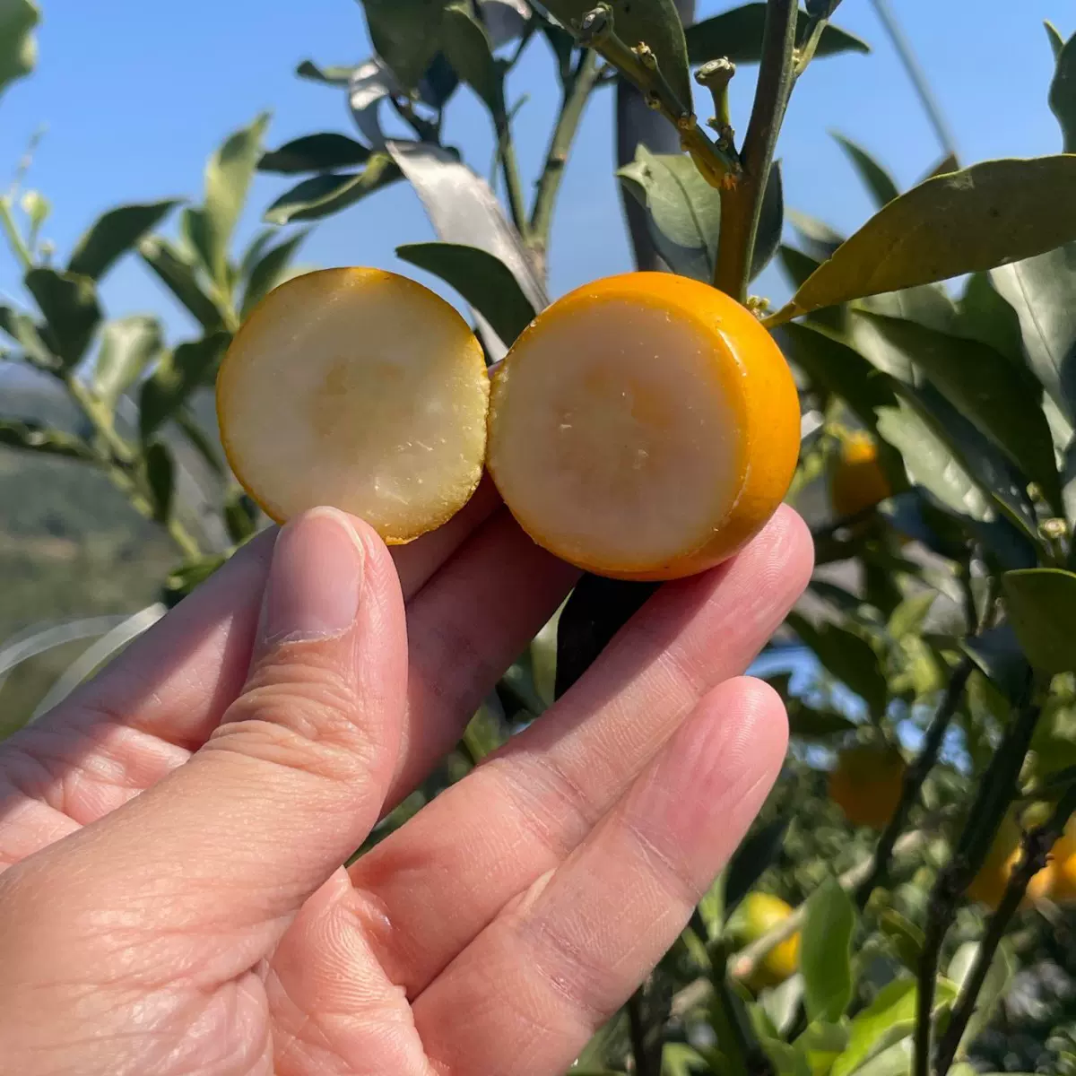 【蟹蟹】广西第三代融安脆蜜金柑大果金桔精品新鲜水果批发高纯甜