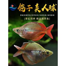 �����������w�����~�t�������{����ʯ���˟Ꭷ�^�pС���~���w���]