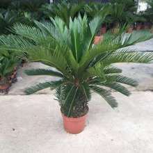 FԴ;Gֲ辰ļ҃k̨ͥԺNֲKFͺ